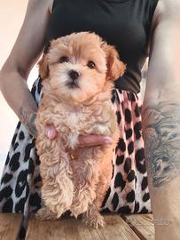 Maltipoo