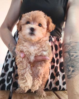 Maltipoo