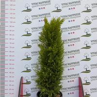 Pianta cipresso chiaro