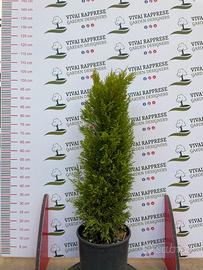 Pianta cipresso chiaro