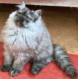 Cucciolo di gatti persiani normotipo (MASCHIO)