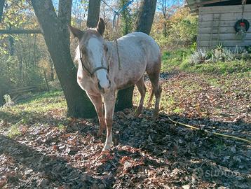 Puledra Appaloosa