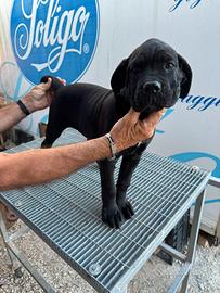 Cucciola di Cane Corso