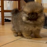 Spitz nano volpino di Pomerania