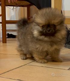 Spitz nano volpino di Pomerania