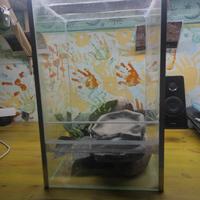 Terrario in vetro sviluppato altezza.