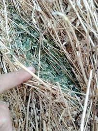 foraggio erba medica 1 taglio, adatto per cavalli