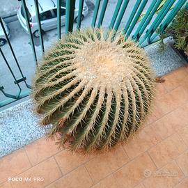 Pianta grassa Echinocactus grusonii v50 esemplare