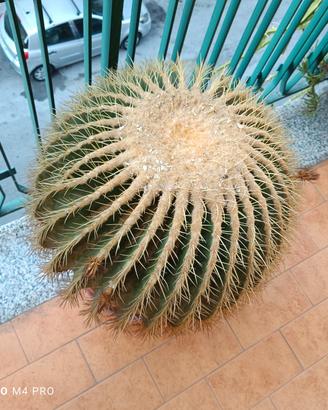 Pianta grassa Echinocactus grusonii v50 esemplare