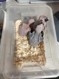 Animali