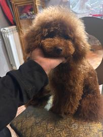 Barbone nano 8 mesi 29 cm Enci