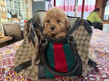 Maltipoo toy femmina