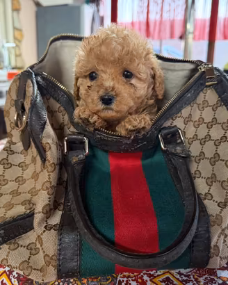 Maltipoo toy femmina