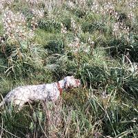 Setter inglese