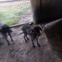 Vendita cuccioli cane da caccia