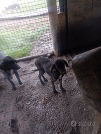 Vendita cuccioli cane da caccia