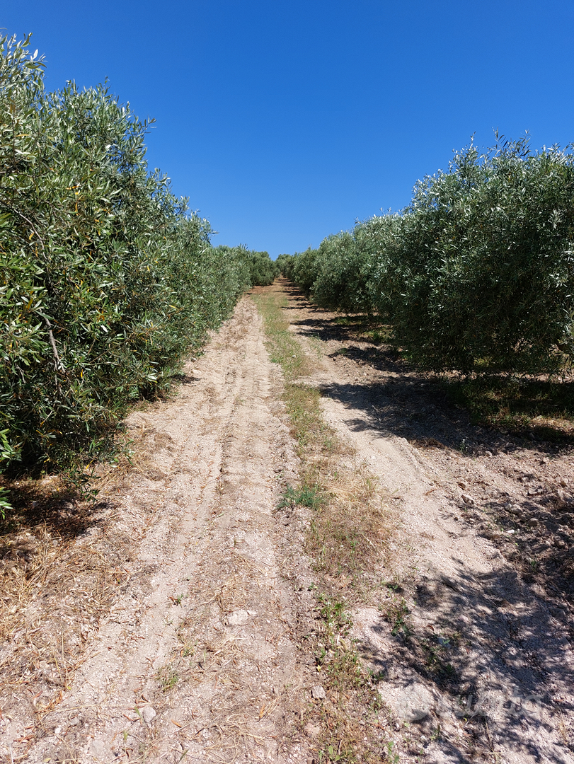 Terreno agricolo - Soleminis - Vista 5