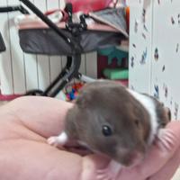 Cuccioli criceto dorato/siriano