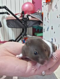 Cuccioli criceto dorato/siriano