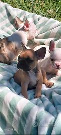 Buldog francesi