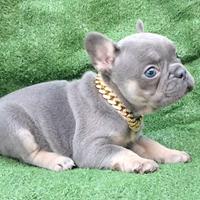 Femmina blue tan bulldog francese