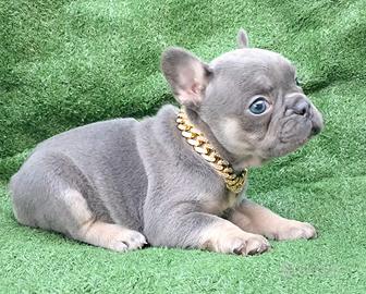 Femmina blue tan bulldog francese