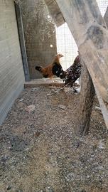 Galline americane