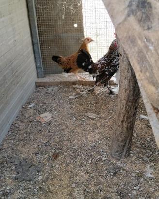 Galline americane