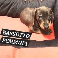 Bassotto blu femmina tre mesi