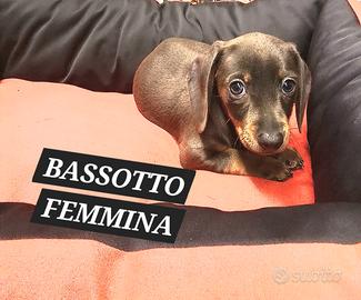 Bassotto blu femmina tre mesi