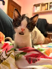 Fushi gattino maschio