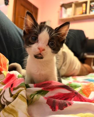 Fushi gattino maschio