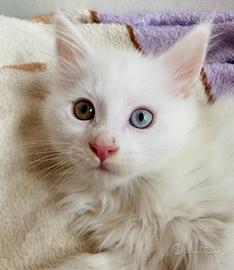 Cucciola di Maine Coon