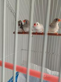 Diamantini mandarino