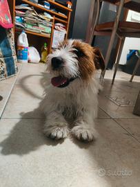 Jack Russel terrier pelo lungo - per Monta
