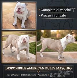 American bully