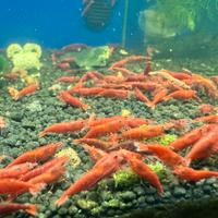 Neocaridina red fire