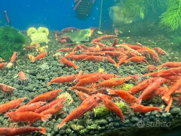 Neocaridina red fire