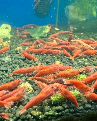 Neocaridina red fire