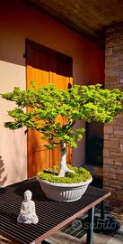 bonsai acero giapponese Shishigashira