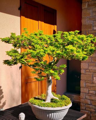 bonsai acero giapponese Shishigashira