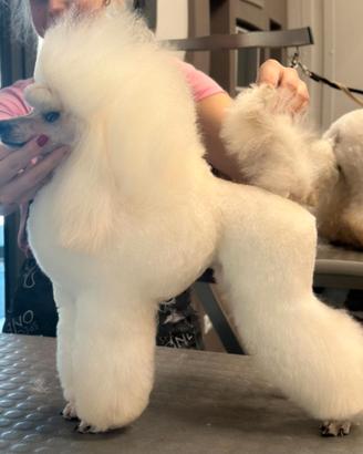 Barbone toy bianco