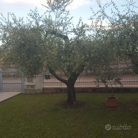 Olivo  di 30 anni