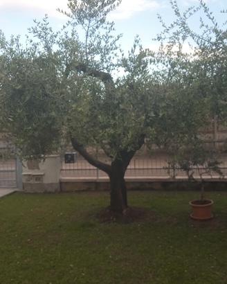 Olivo  di 30 anni
