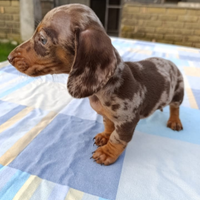 Cuccioli bassotto