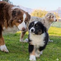 Pastore australiano Australian Shepherd maschio
