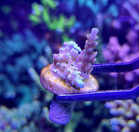 Acropora Cytherea