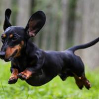 Bassotto femmina c.e.r.c.o