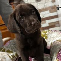 Cuccioli di Labrador