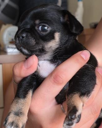 Chihuahua femmina